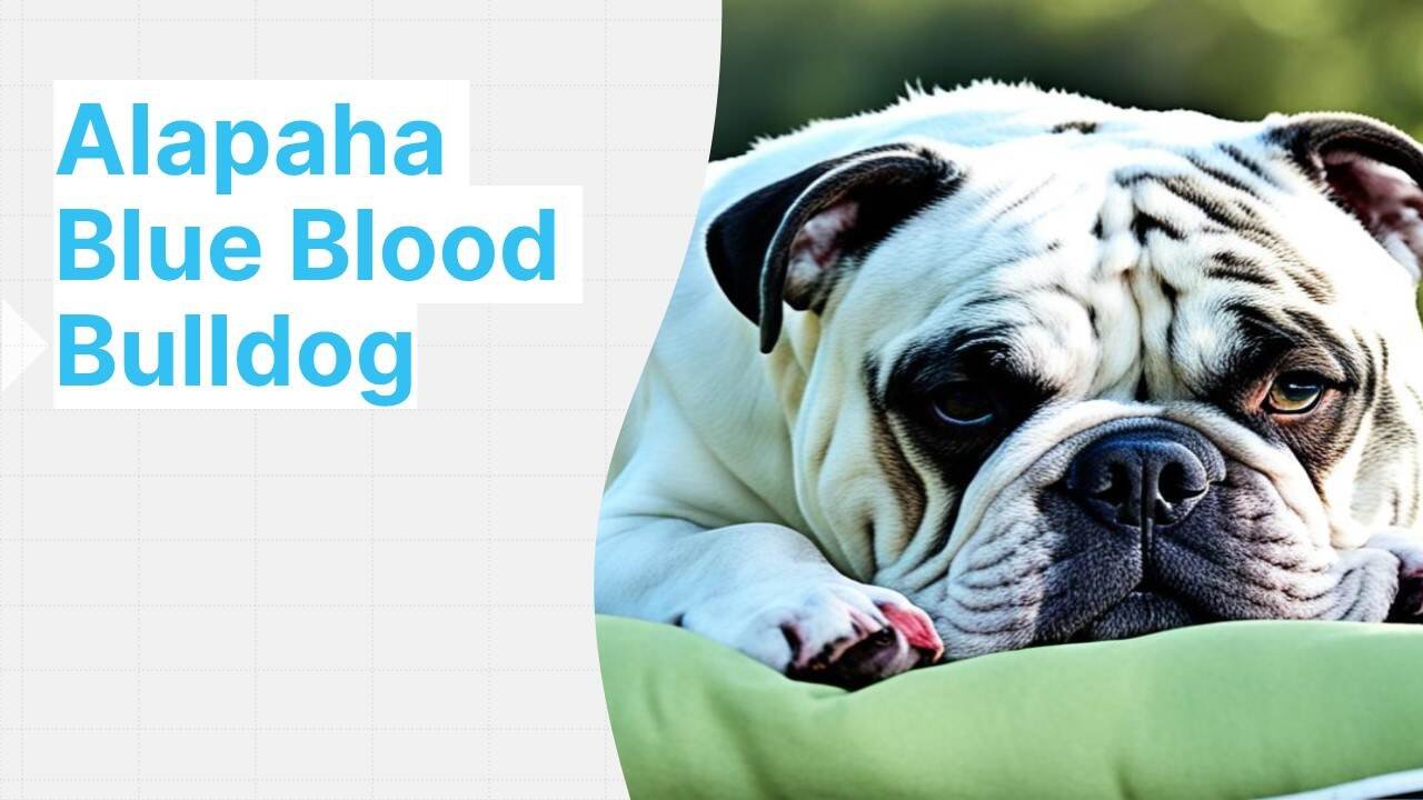 Alapaha Blue Blood Bulldog: Rare Breed Insights