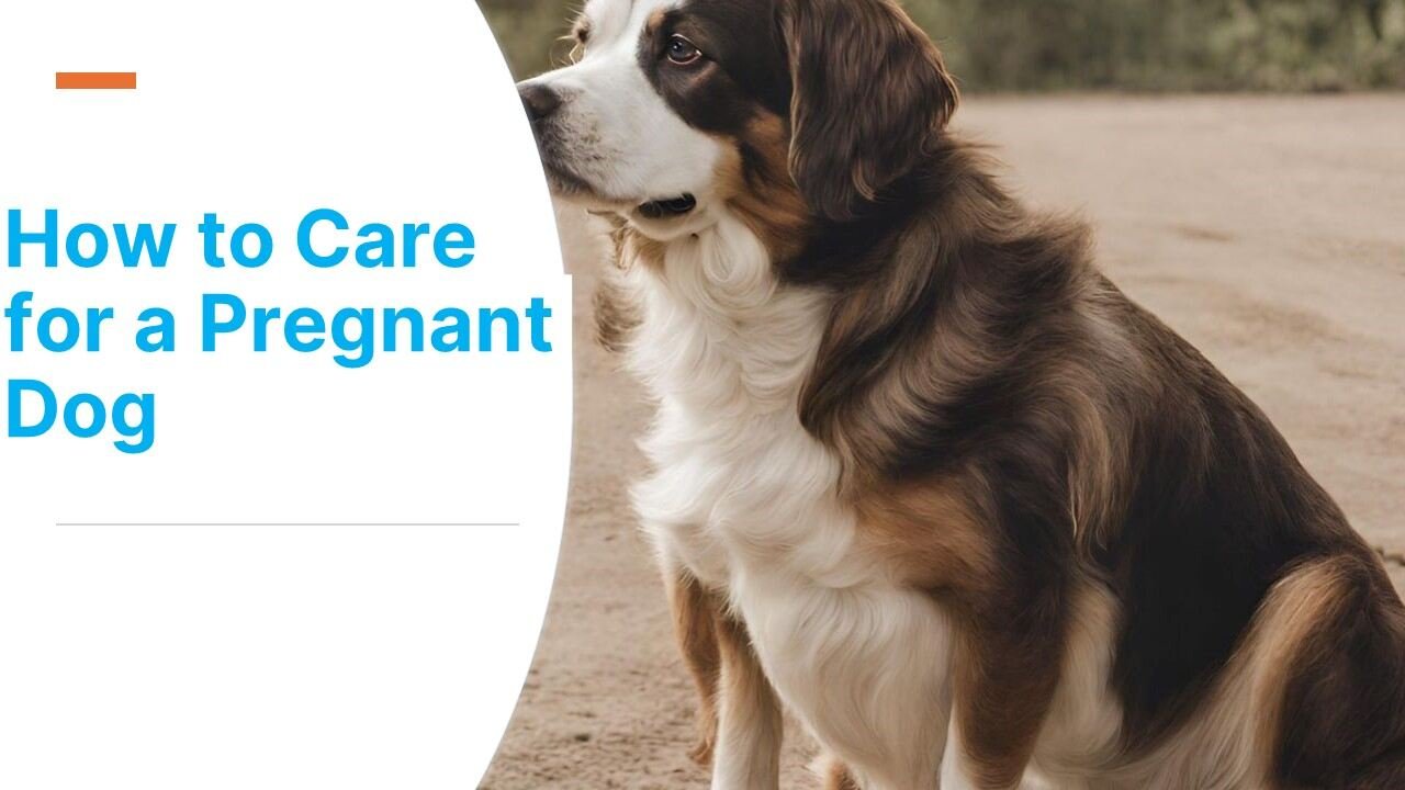 Caring for Your Pregnant Dog: Essential Tips