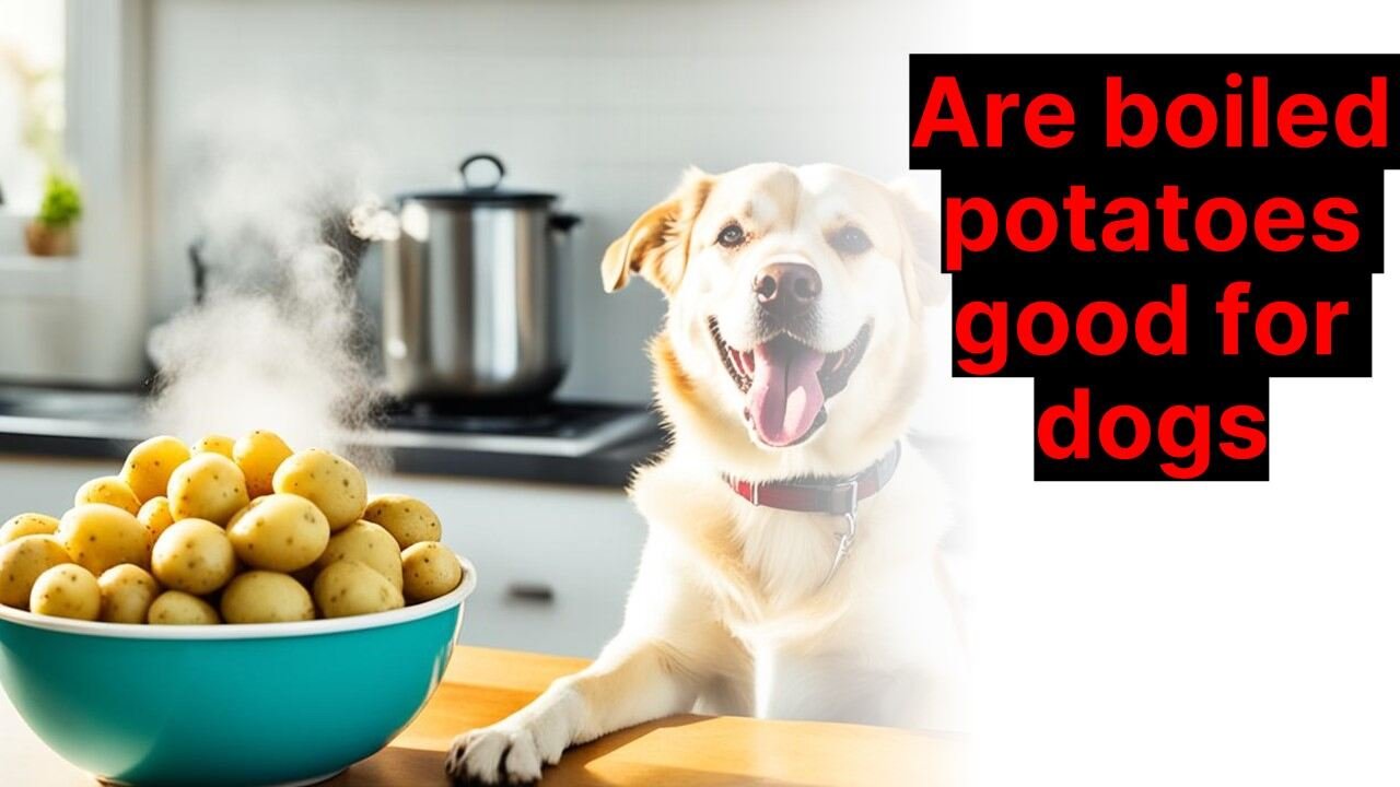 Are boiled potatoes good for dogs?