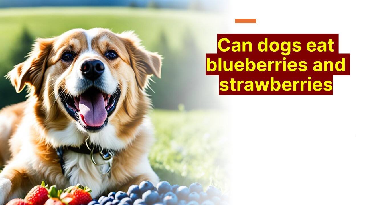 Can Dogs Eat Blueberries and Strawberries? Find Out!
