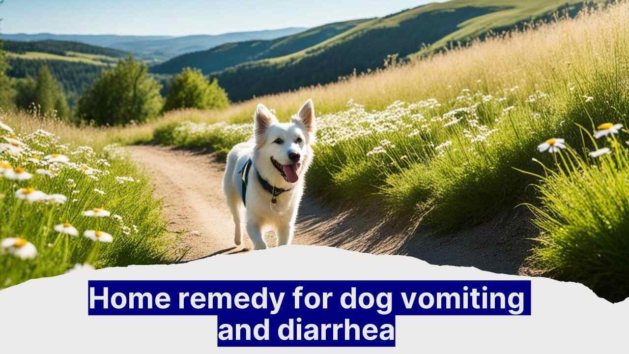 Home remedy for dog vomiting and diarrhea