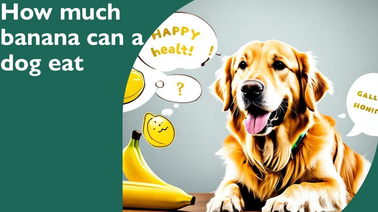 How much banana can a dog eat?
