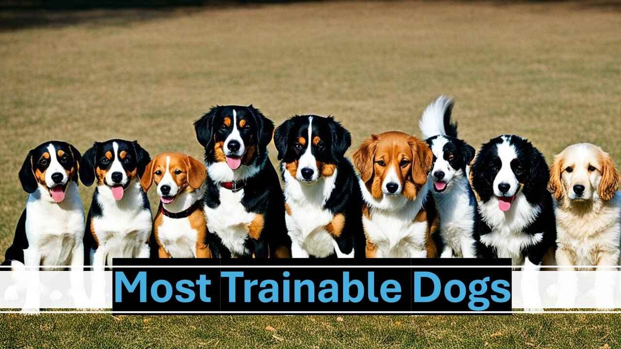 Most Trainable Dogs: Top Breeds for Easy Training - DogiBiz