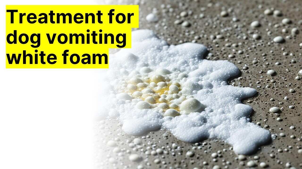Treatment for dog vomiting white foam