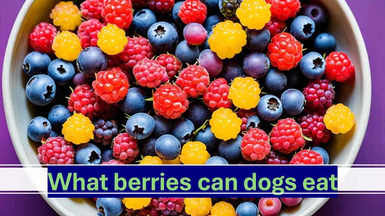 What berries can dogs eat: A Tasty Treat Guide