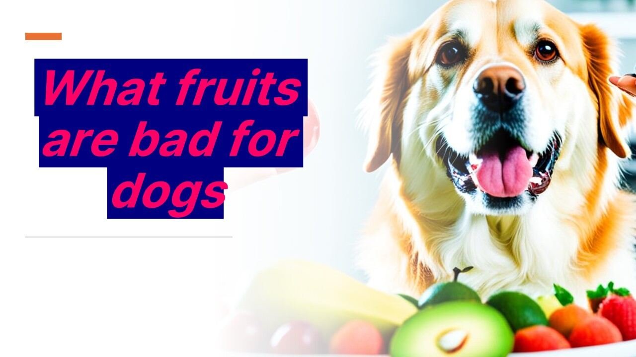 what-fruits-are-bad-for-dogs-dogibiz