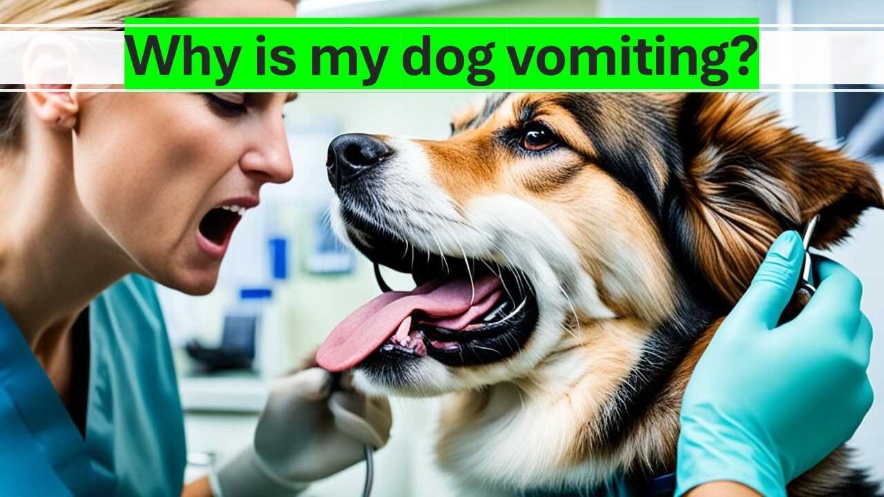 Why Is My Dog Vomiting? Causes & Remedies